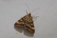Pyrausta despicata