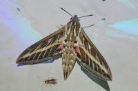 Hyles livornica