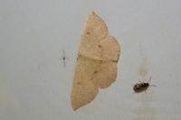 Cyclophora puppillaria