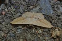 Scopula imitaria