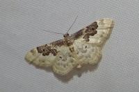 Idaea rusticata