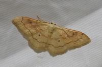 Idaea rubraria
