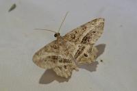 Chiasmia aestimaria