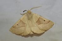 Crocallis elinguaria