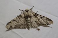 Biston betularia