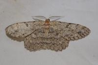Hypomecis punctinalis