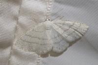 Cabera pusaria