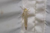 Eilema caniola