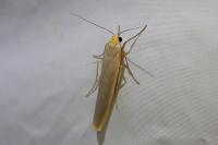 Manulea complana