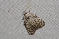 Meganola strigula