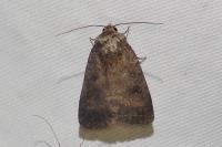Caradrina morpheus