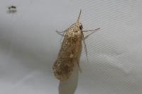 Spodoptera exigua