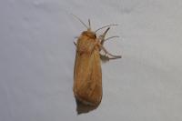 Sesamia nonagrioides