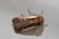 Ochropleura plecta
