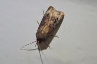 Agrotis ipsilon