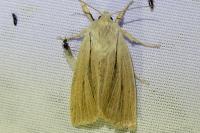 Acronicta albovenosa