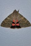 Catocala elocata