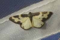 Lomaspilis marginata