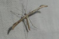 Emmelina argoteles/monodactyla