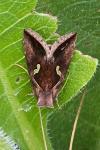 Macdunnoughia confusa