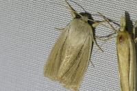 Acronicta albovenosa