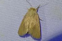 Denticucullus pygmina