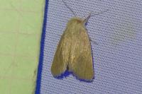 Denticucullus pygmina