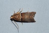 Acrobasis tumidana