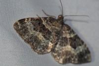 Epirrhoe alternata