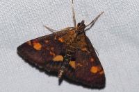 Pyrausta aurata