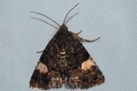Tyta luctuosa