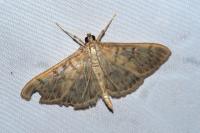 Patania ruralis