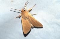 Mythimna impura