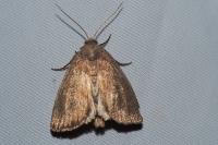 Coenobia rufa