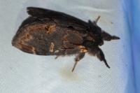 Notodonta dromedarius