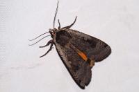 Noctua pronuba