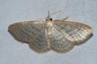 Idaea subsericeata