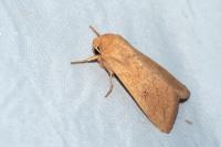 Mythimna vitellina