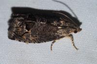 Cydia splendana