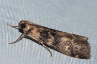 Euzophera pinguis