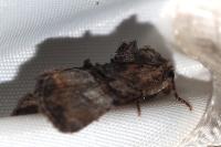 Mesoligia furuncula