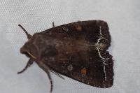 Lacanobia oleracea