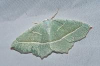 Campaea margaritaria