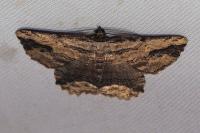 Menophra abruptaria