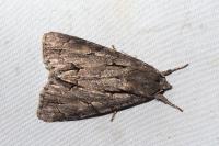 Acronicta psi/tridens
