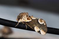 Thyatira batis