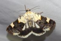 Acontia lucida