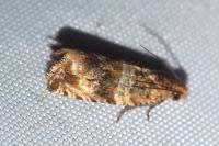 Celypha cespitana