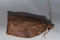 Pandemis heparana