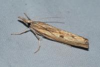 Agriphila inquinatella